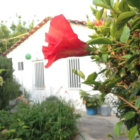 Pension Zoi Kolymbia Exterior photo